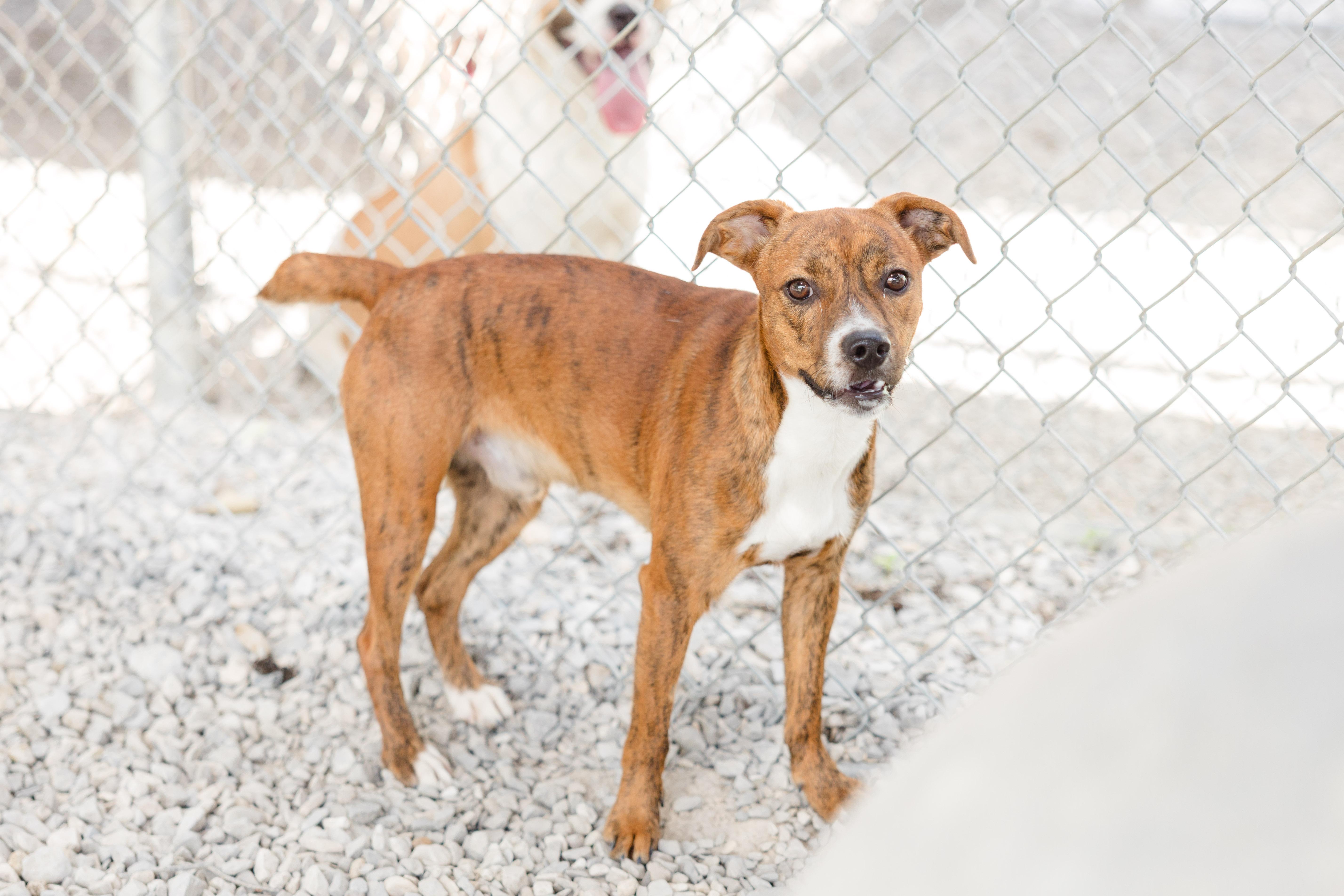 An adult medium-sized male Beagle dog named Cheese for adoption in Newburgh, IN