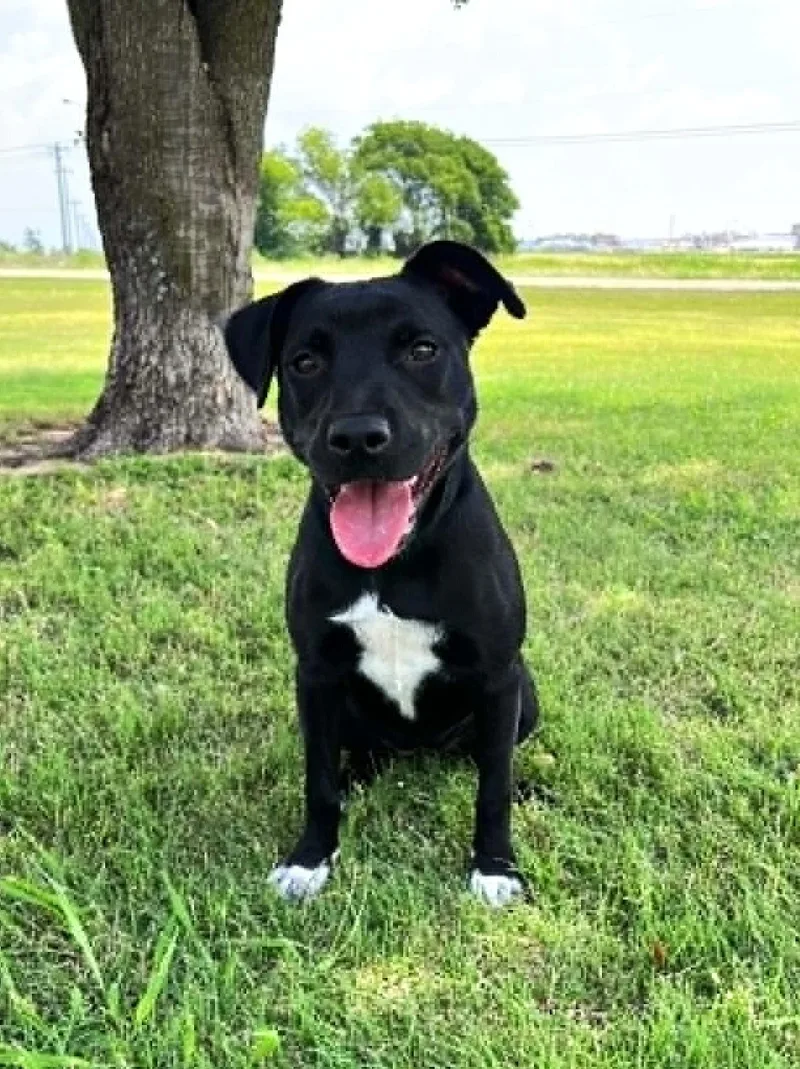 A young medium-sized female Black Labrador Retriever dog named Nyx for adoption in Cleburne, TX