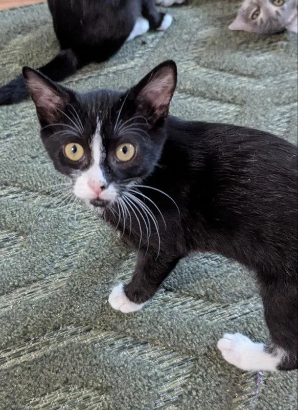 A young medium-sized female Tuxedo cat named Dogcat for adoption in Ocala, FL
