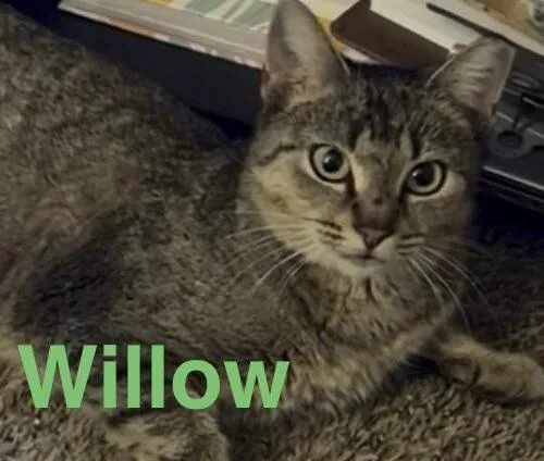 Willow