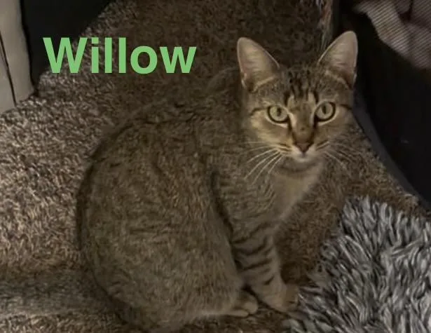 Willow thumbnail 4