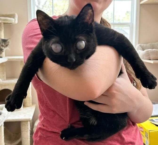 A young medium-sized female Black Bombay cat named Marvelous Mukie for adoption in Danbury, CT