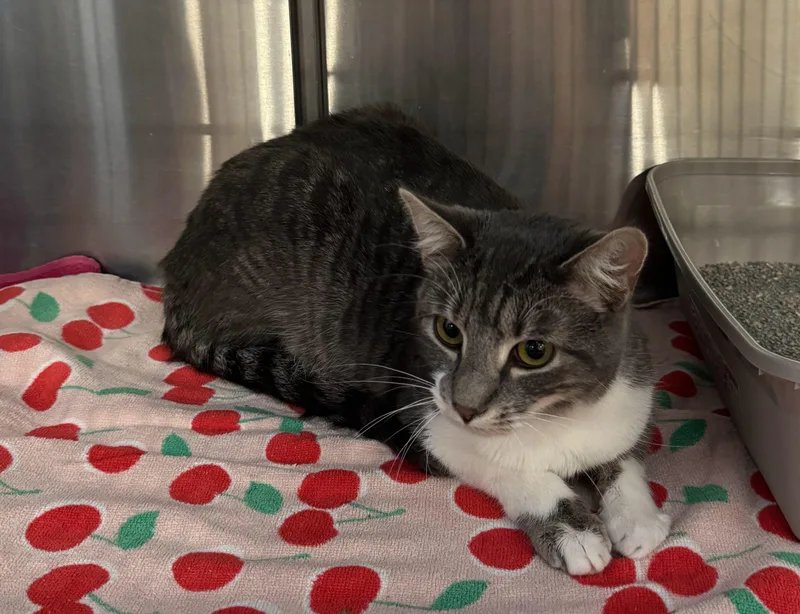 A baby medium-sized male Tabby (Gray / Blue / Silver) Domestic Short Hair cat named Mace for adoption in Fort Worth, TX