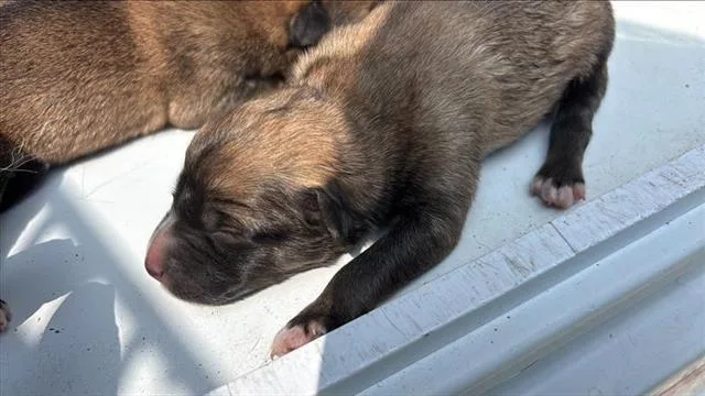 A baby small-sized male German Shepherd Dog dog named A for adoption in Houston, TX