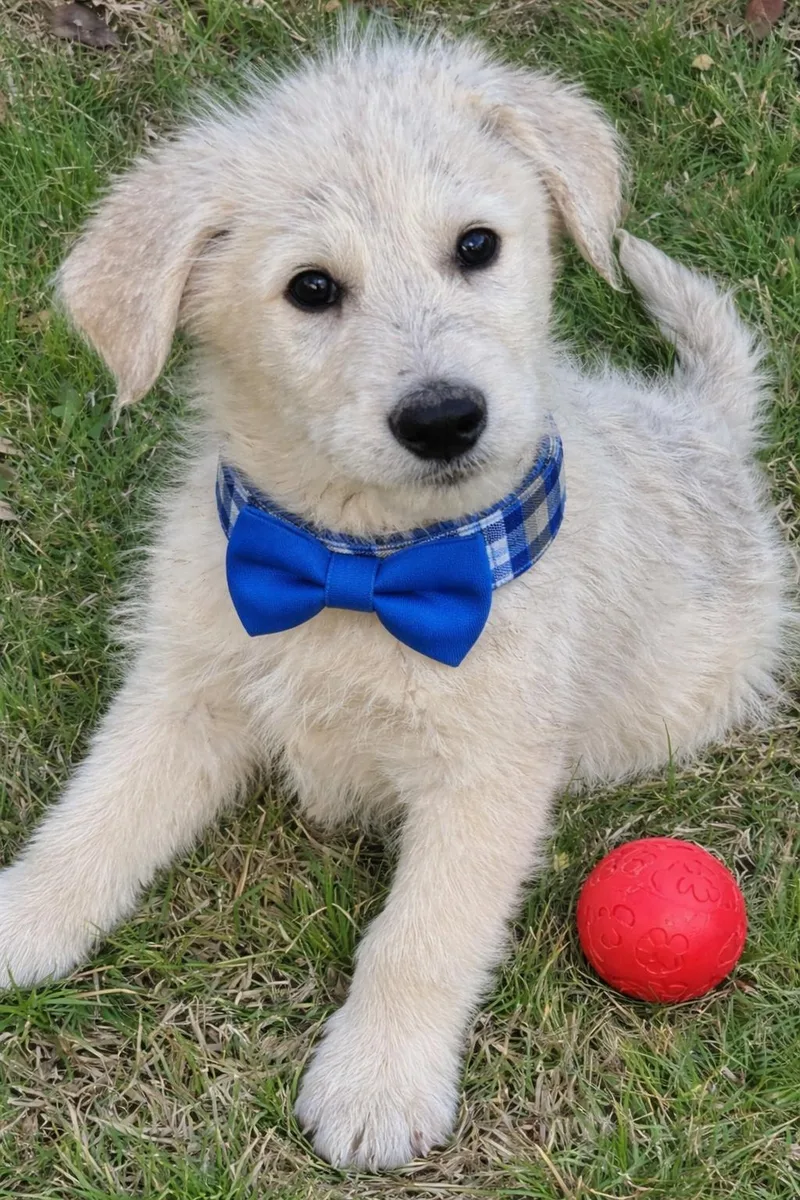 Golden Doodles   thumbnail 2