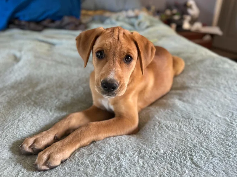 A baby medium-sized male Mixed Breed dog named Dolfin for adoption in Salisbury, MD