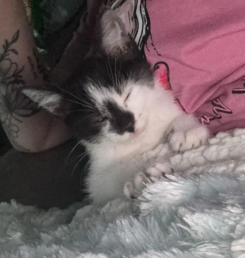 A baby large-sized female Domestic Short Hair cat named Oreo for adoption in Princeton, IN