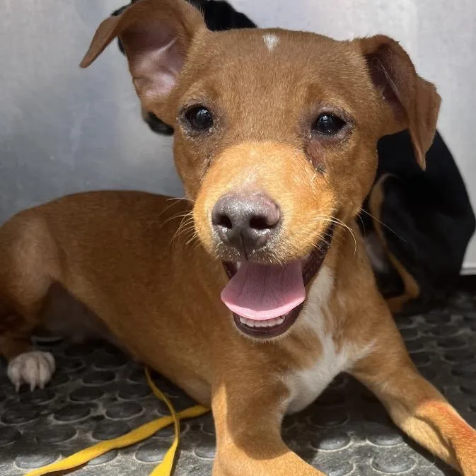 A young small-sized male Red / Chestnut / Orange Chihuahua dog named Pecan for adoption in Edinburg, TX