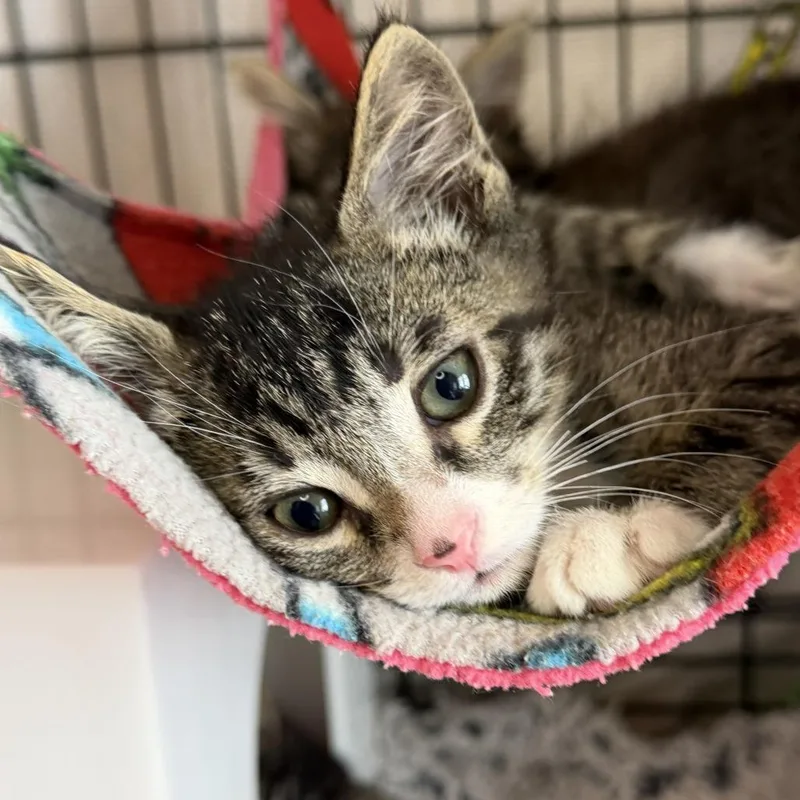 A baby small-sized male Domestic Short Hair cat named DJ Catnip for adoption in Los Angeles, CA