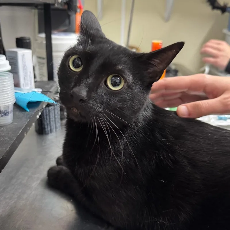 An adult medium-sized male Black Domestic Short Hair cat named Panther for adoption in Point Richmond, CA
