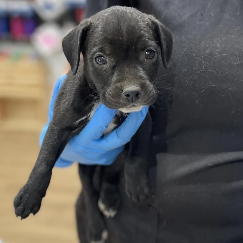 Uggles thumbnail 4