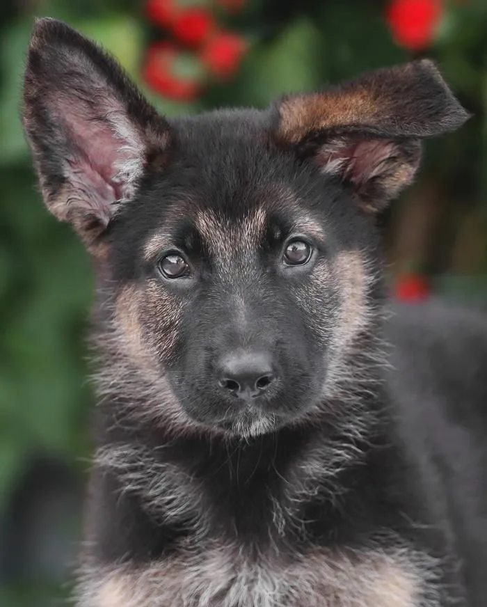 A baby large-sized male Black German Shepherd Dog dog named Bieber von Bergfeld for adoption in Los Angeles, CA
