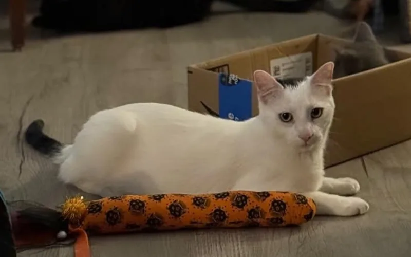 Dick Tracey thumbnail 2