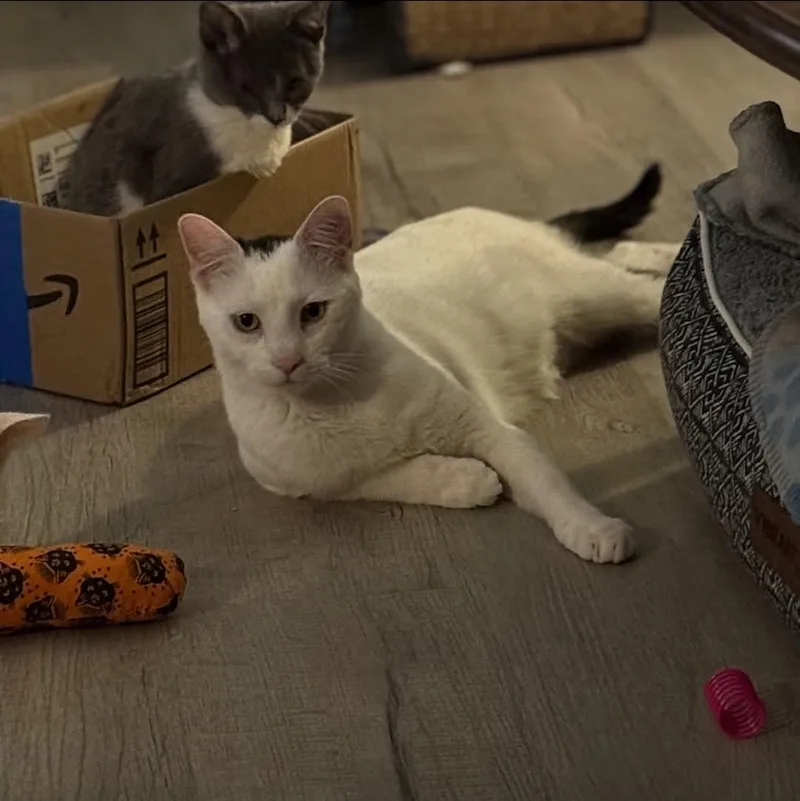 Dick Tracey thumbnail 4