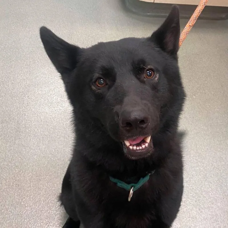 An adult large-sized male Black German Shepherd Dog dog named Wagsstray for adoption in Westminster, CA