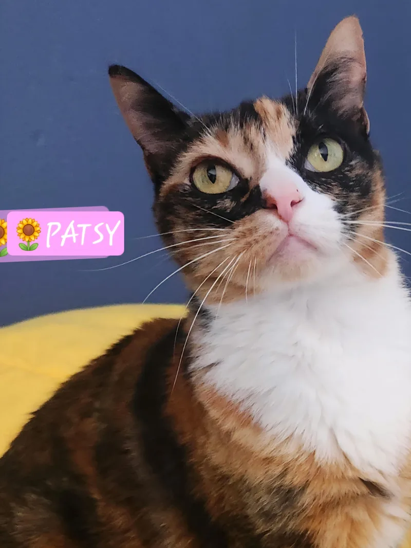 A young medium-sized female Calico Domestic Short Hair cat named Patsy for adoption in Yorba Linda, CA