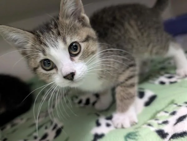 A baby small-sized female Domestic Short Hair cat named Sadie for adoption in Silverdale, WA