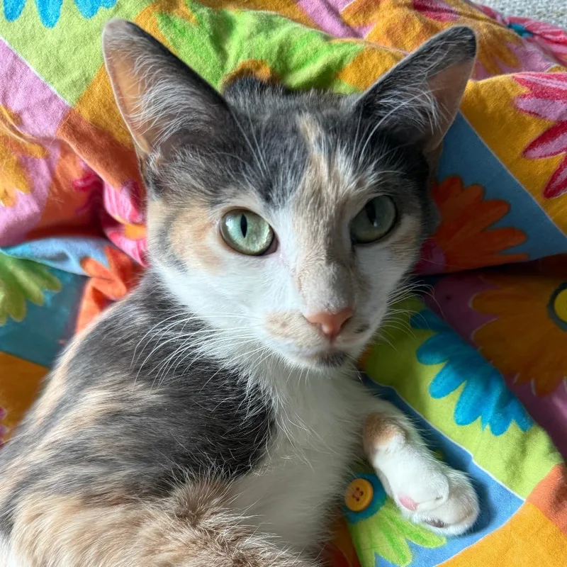 An adult medium-sized female Calico Domestic Short Hair cat named Nova Baby Jessup for adoption in Eagle Mountain, UT