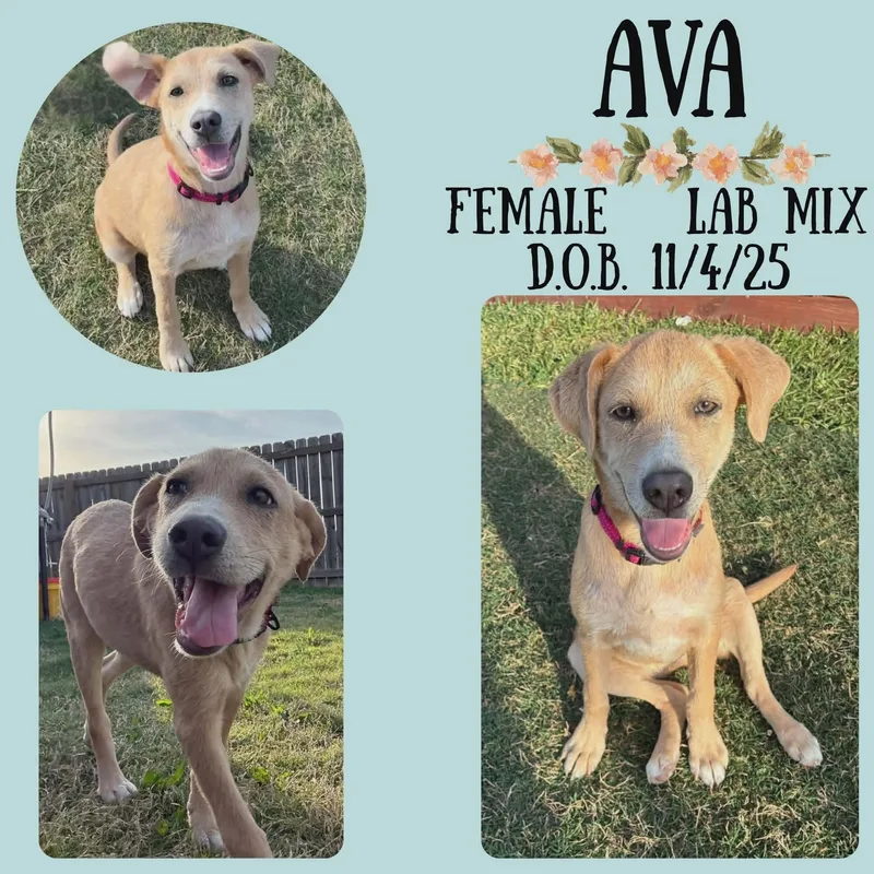 A baby medium-sized female Apricot / Beige Labrador Retriever dog named Ava for adoption in Caldwell, TX