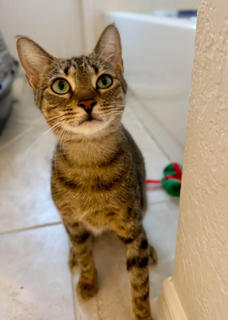 An adult medium-sized female Domestic Short Hair cat named Squeaks for adoption in St. Cloud, FL