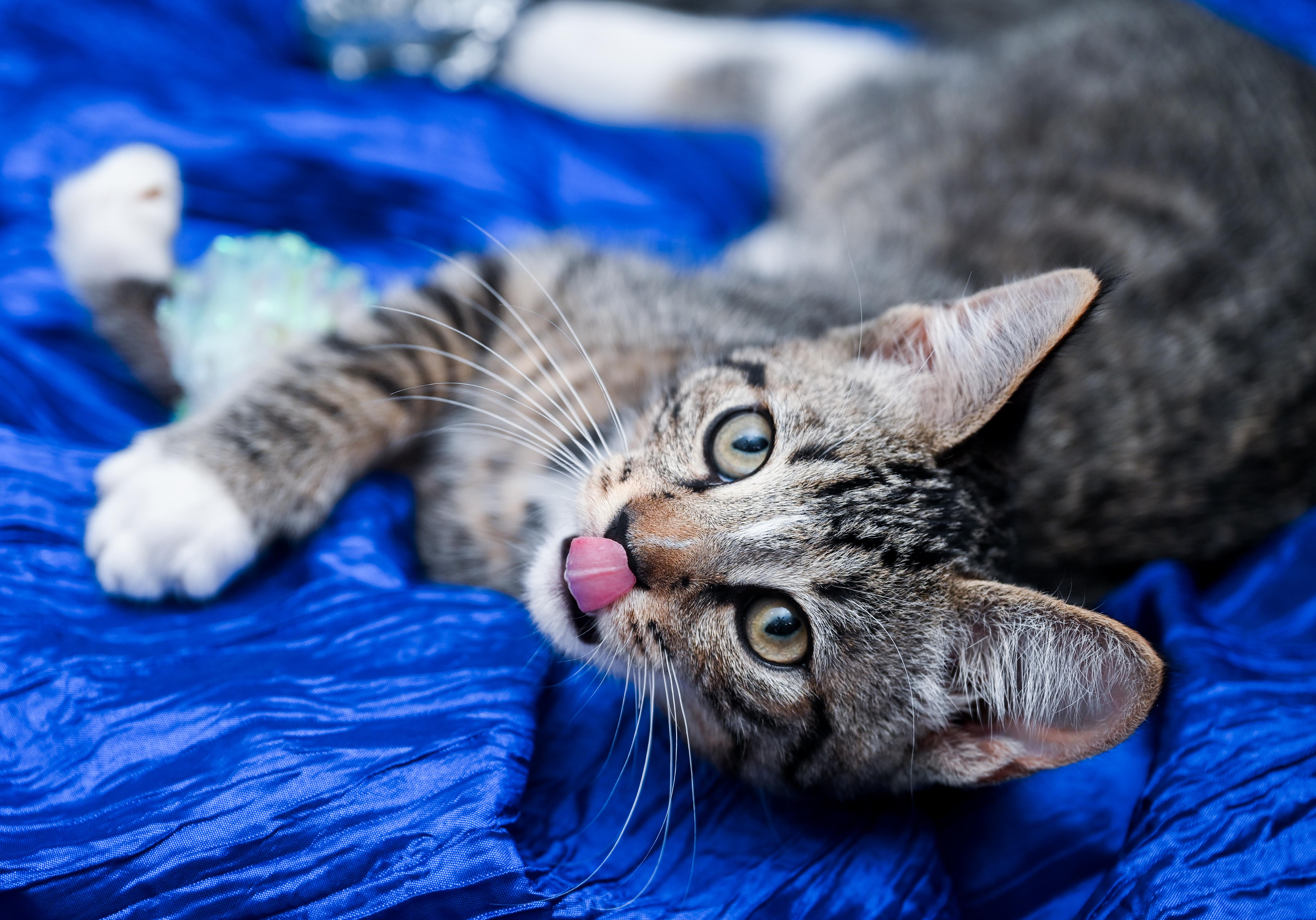 A baby medium-sized male Tabby (Brown / Chocolate) Tabby cat named Berlioz for adoption in Chattanooga, TN