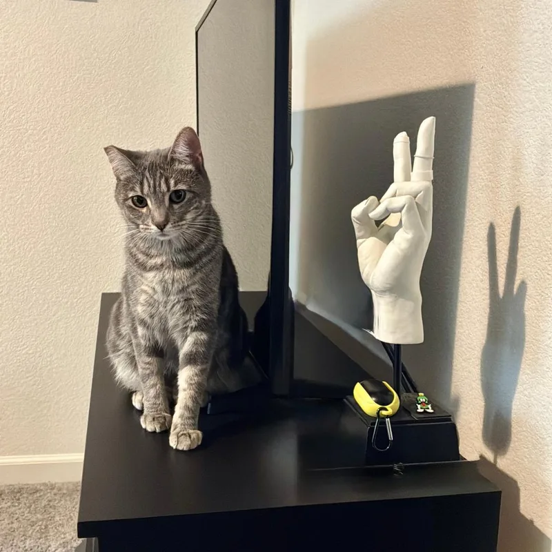 A young medium-sized female Tabby (Gray / Blue / Silver) Tabby cat named Josette for adoption in Morgan Hill, CA