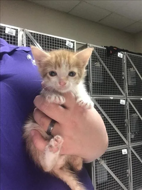 A baby small-sized male Domestic Medium Hair cat named Zoomie for adoption in Conroe, TX