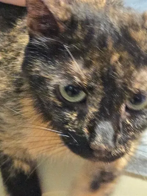 An adult small-sized female Domestic Short Hair cat named Ladybug for adoption in Westminster, MD