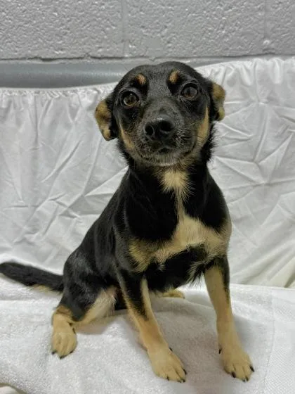 A baby medium-sized male Mixed Breed dog named Crew for adoption in West Chester, PA