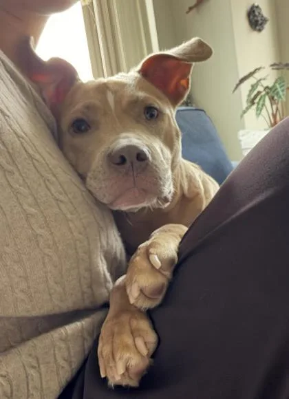 An adult medium-sized female Mixed Breed dog named Alexandria for adoption in Washington, DC