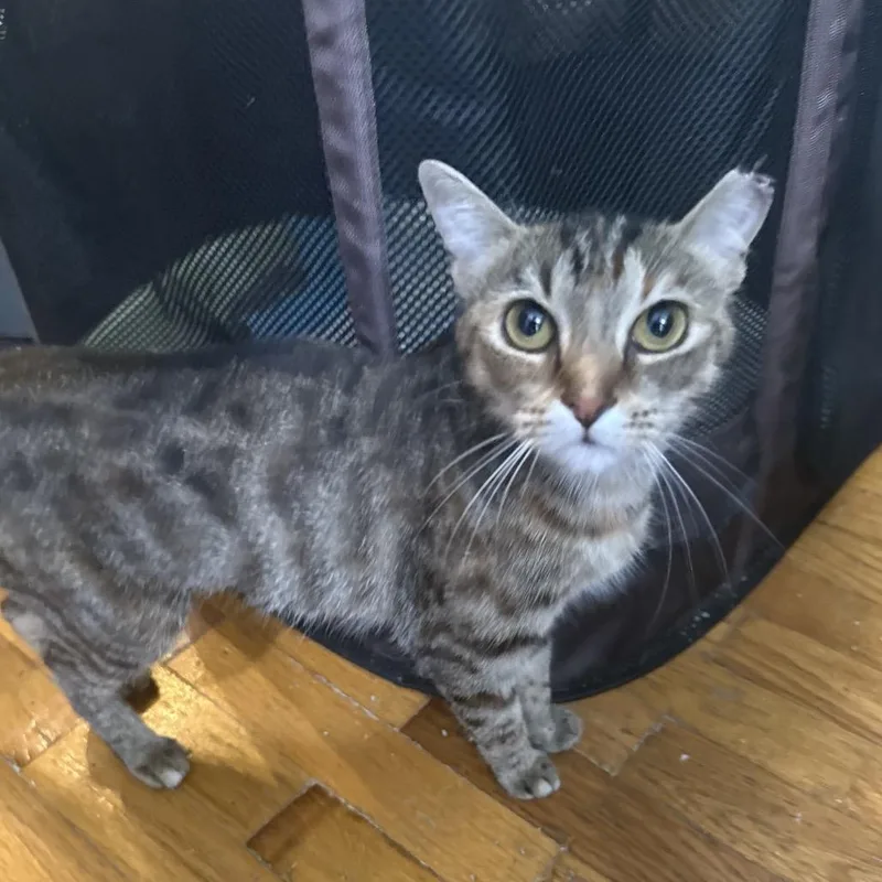 A young small-sized female Gray / Blue / Silver Domestic Short Hair cat named Tabitha Hudson for adoption in Merrifield, VA