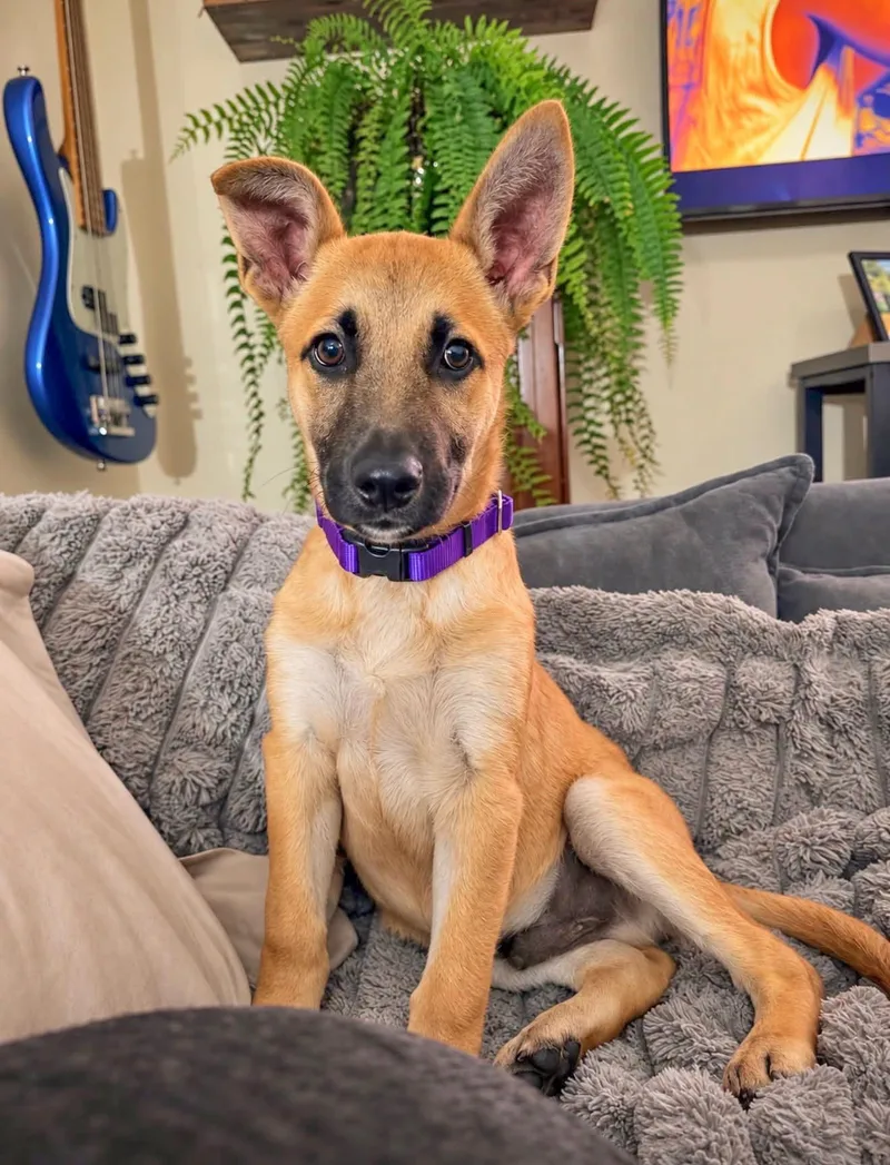 A baby medium-sized male Belgian Shepherd / Malinois dog named BOBO Needs a for adoption in Birmingham, MI