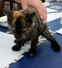 A baby small-sized female Domestic Short Hair cat named Molly for adoption in Dawson, GA