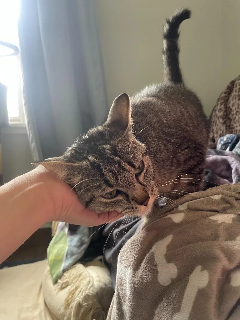 A young medium-sized female Domestic Short Hair cat named Fish for adoption in Minneapolis, MN