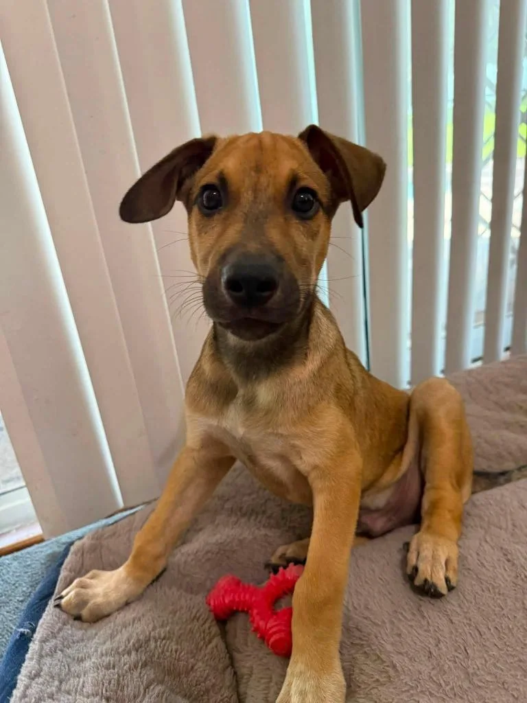 A baby large-sized male Mixed Breed dog named Howie for adoption in Orlando, FL