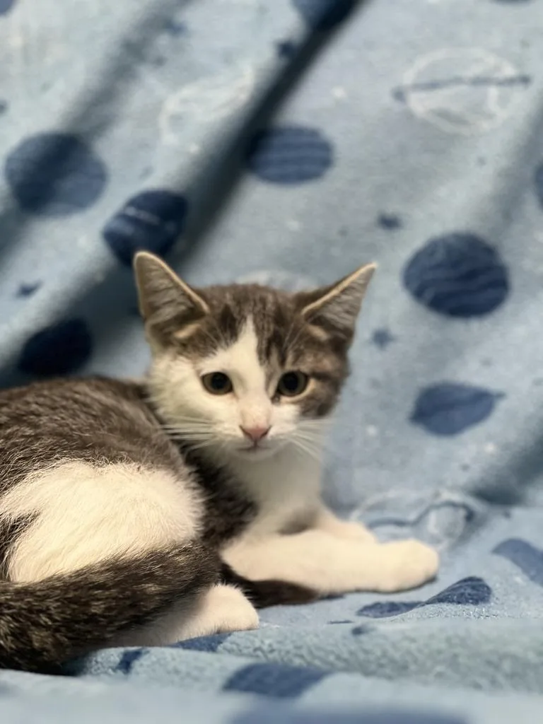 A baby medium-sized male Domestic Short Hair cat named Pini for adoption in Jackson, MI