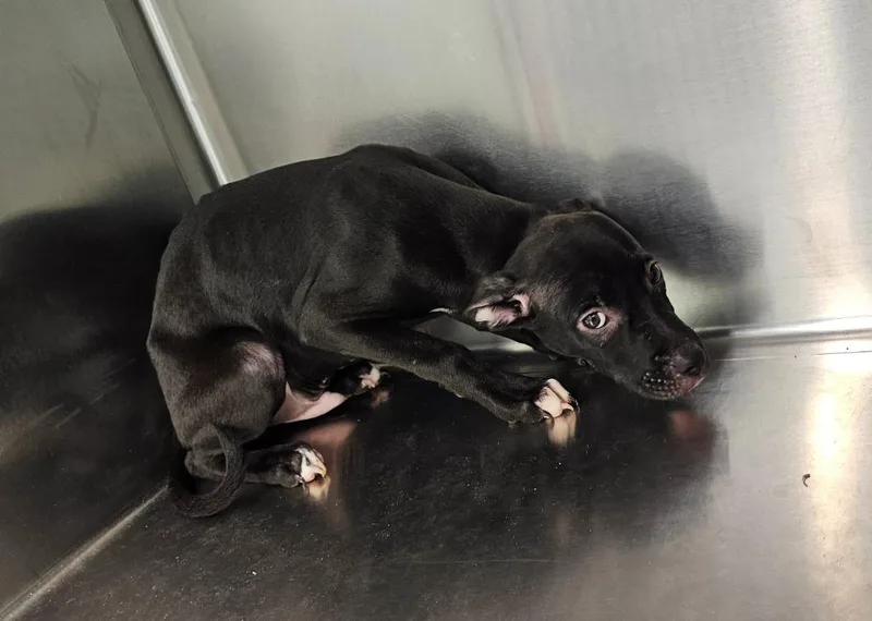 A baby small-sized male Terrier dog named Lennon for adoption in Athens, TN