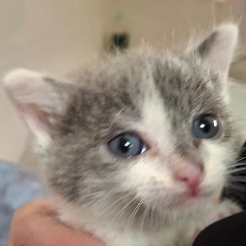 A baby small-sized male Gray / Blue / Silver Domestic Short Hair cat named Willie for adoption in Zanesville, OH