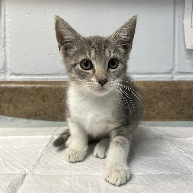 A baby small-sized female Domestic Short Hair cat named Chantilly for adoption in Tallahassee, FL