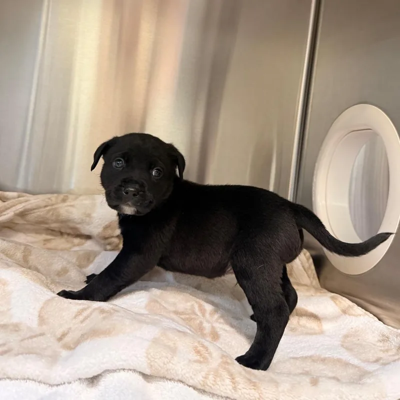 A baby small-sized male Black Mixed Breed dog named Baked Bean for adoption in Deerfield, IL