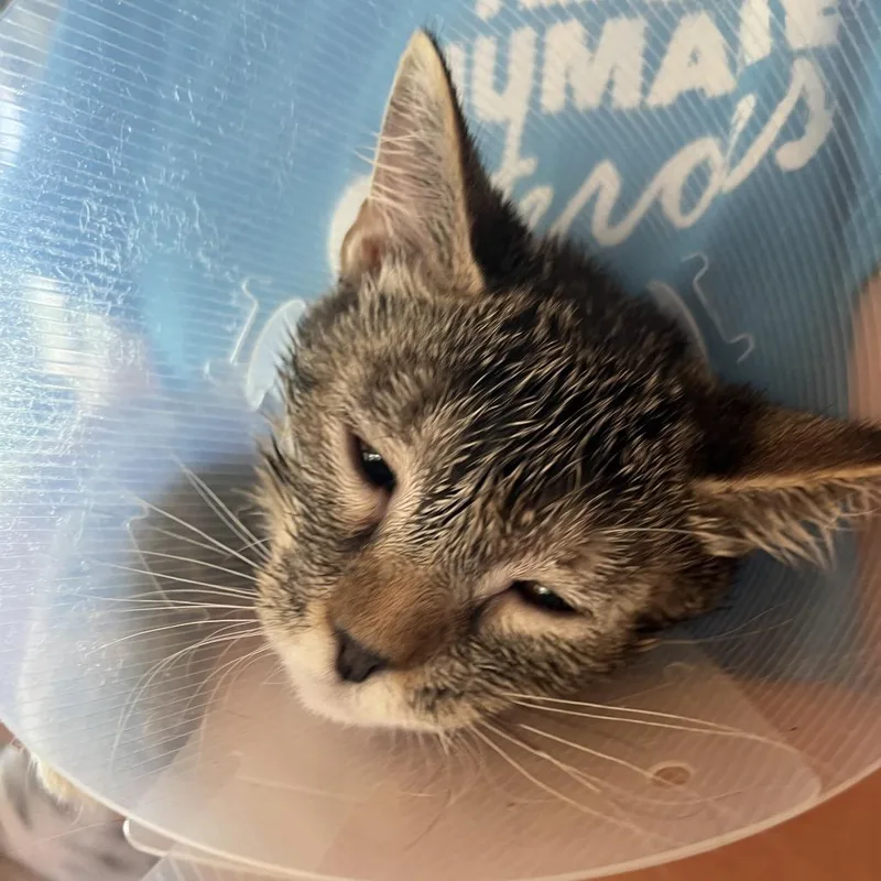 A baby small-sized female Orange / Red Domestic Short Hair cat named Vex for adoption in Leander, TX