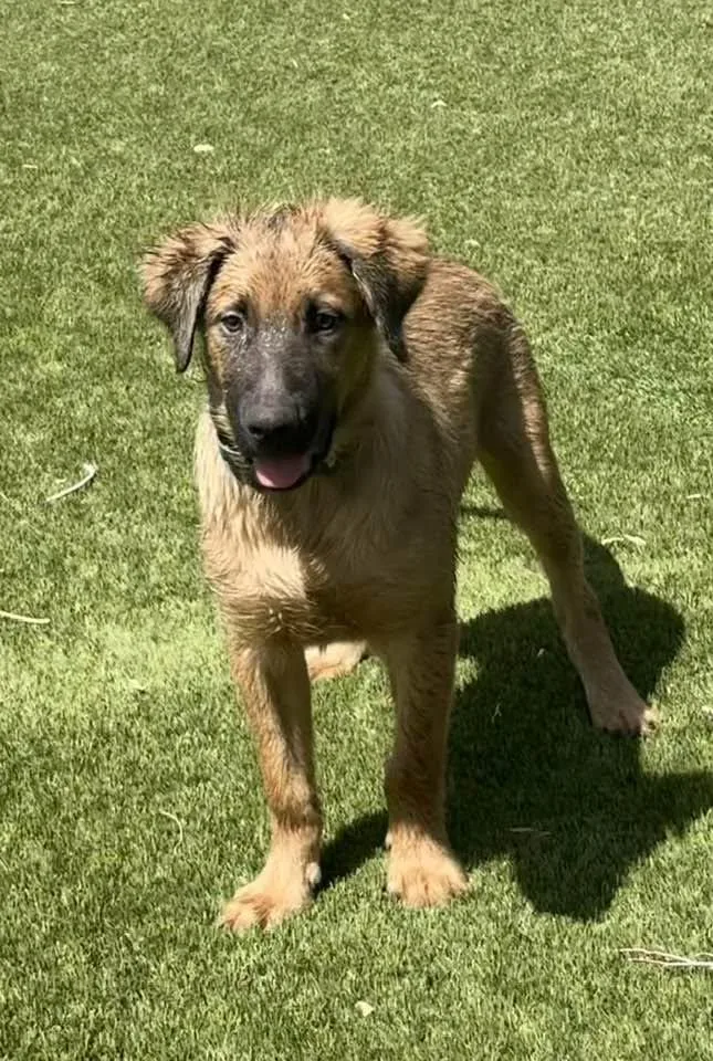 Yogi