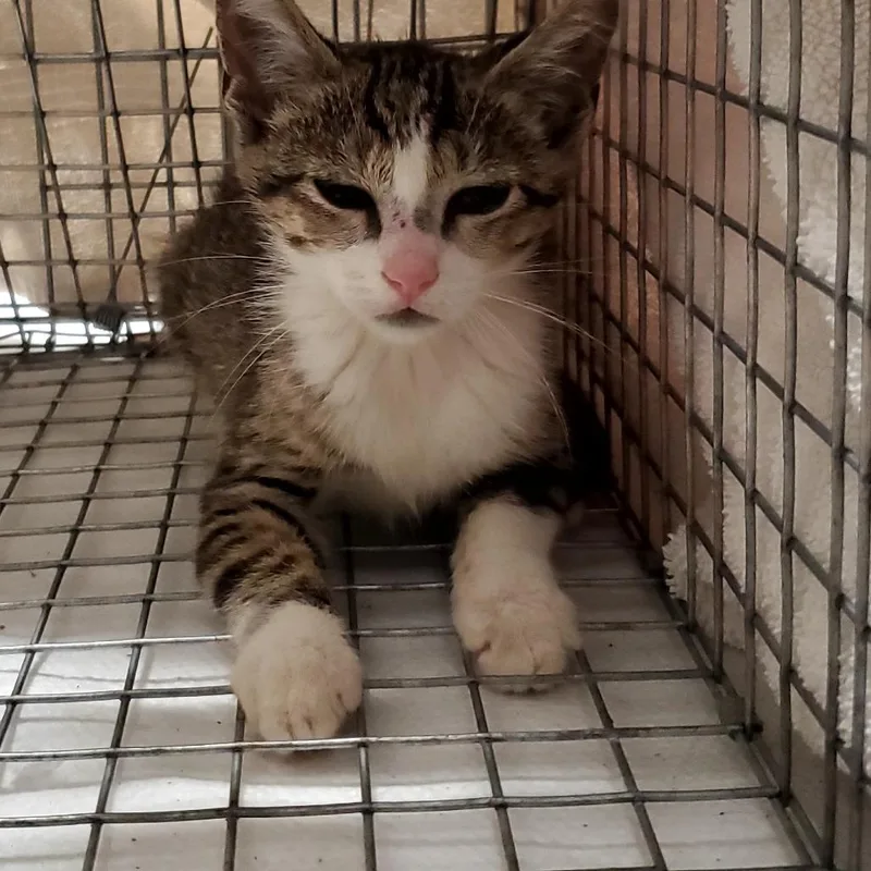 A baby small-sized male Brown / Chocolate Domestic Short Hair cat named Matthew for adoption in Jacksonville, FL