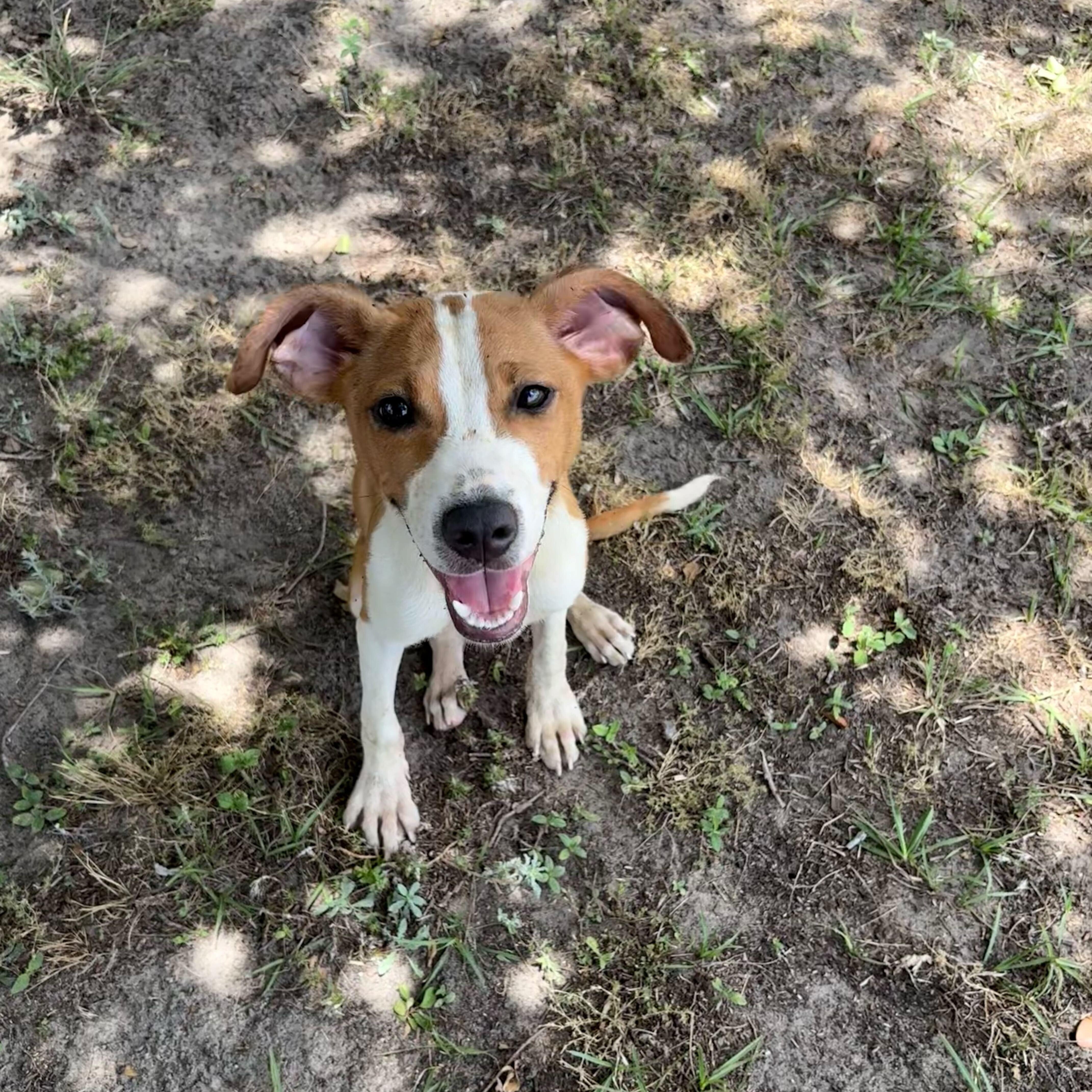 A young medium-sized female Red / Chestnut / Orange Beagle dog named Heather for adoption in Valdosta, GA