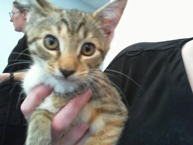 A baby small-sized female Domestic Short Hair cat named Basil for adoption in Charlotte, NC