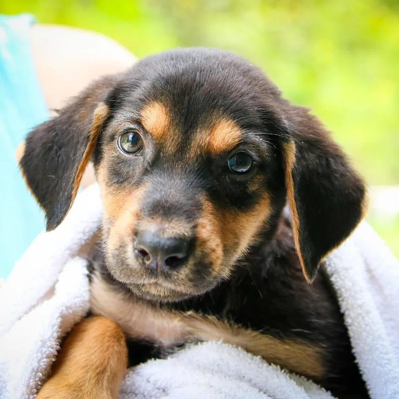 Maybelle thumbnail 2