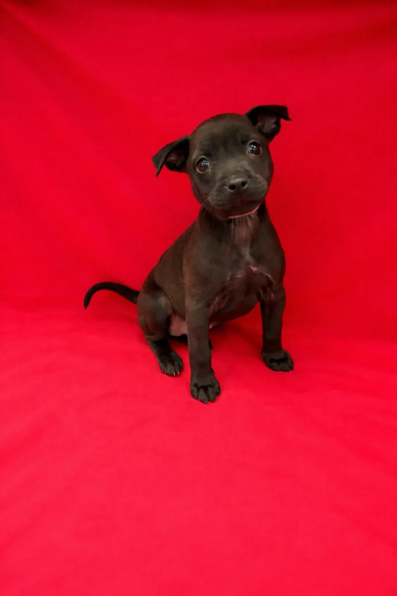 A baby medium-sized female Black Feist dog named Tulip for adoption in Waldorf, MD