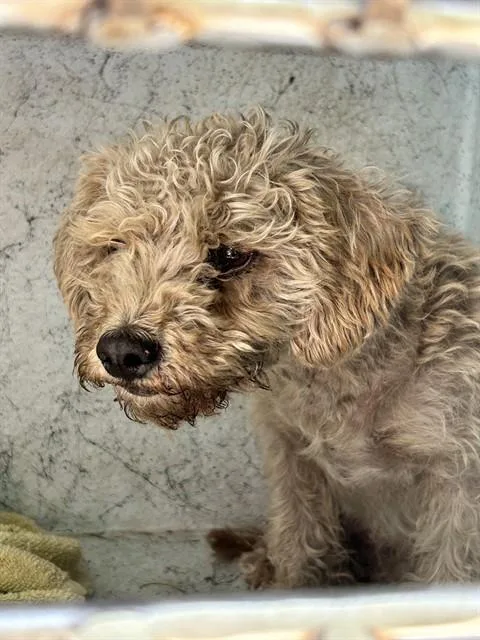 An adult small-sized female Poodle dog named A for adoption in Ocala, FL