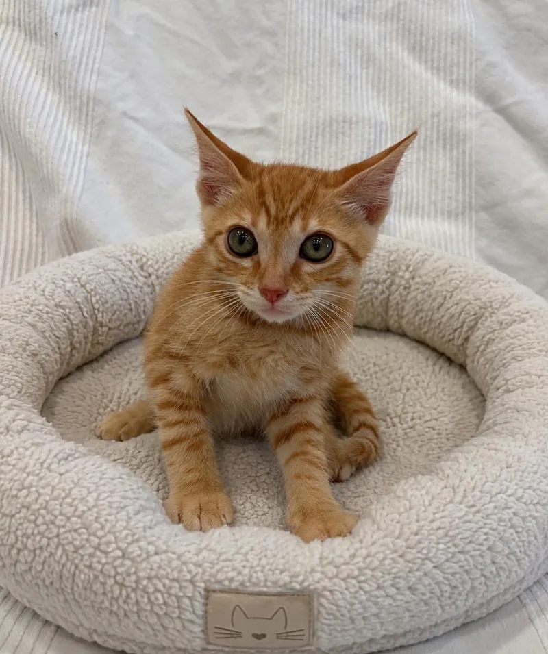 A baby medium-sized male Tabby (Orange / Red) Tabby cat named Mango for adoption in Napa, CA