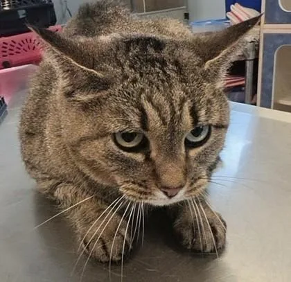 A young small-sized female Domestic Short Hair cat named Nibbles for adoption in Beatrice, NE